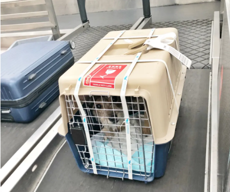 大庆宠物托运 宠物托运公司 机场宠物托运 宠物空运